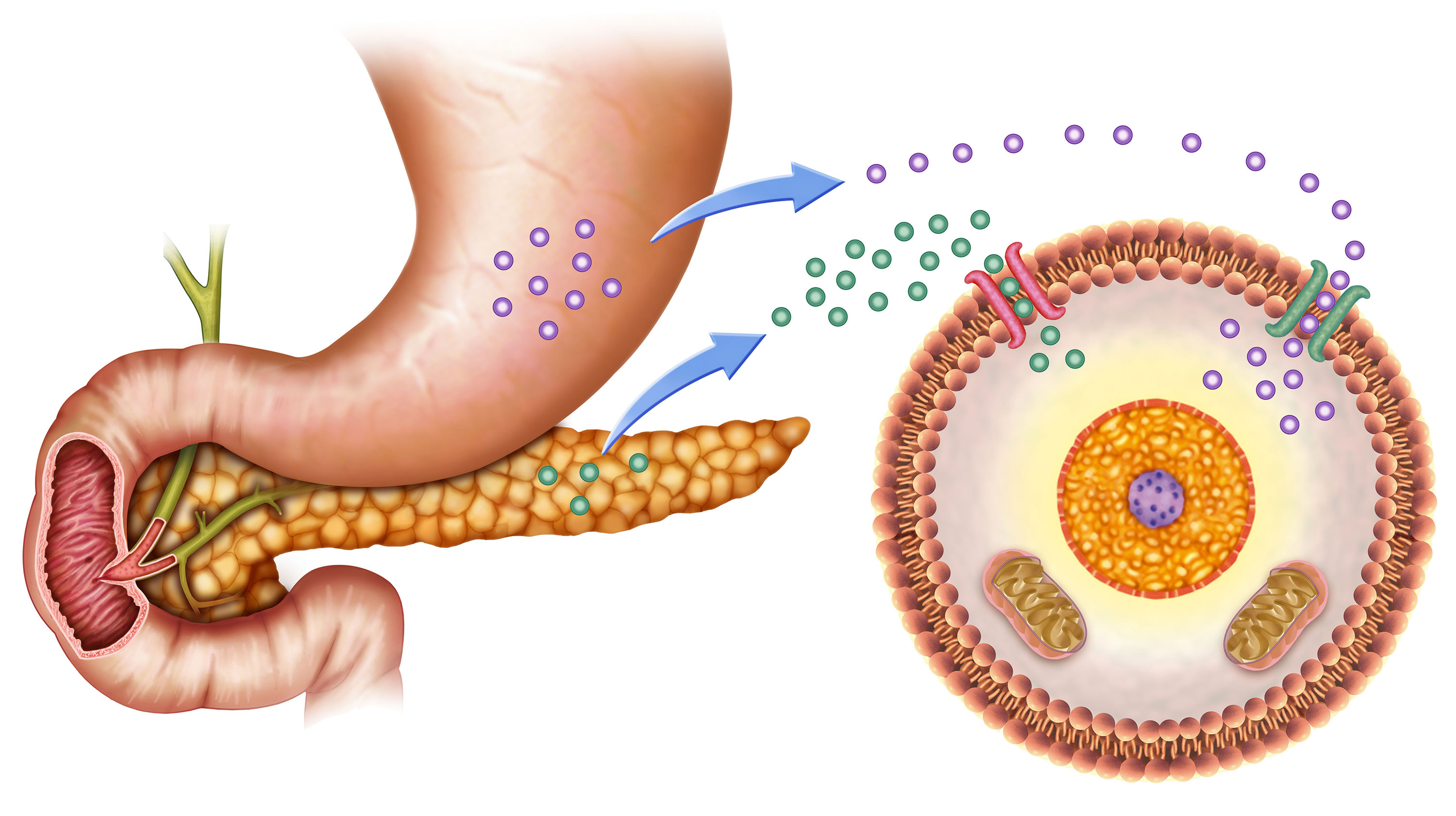 insulin weight management